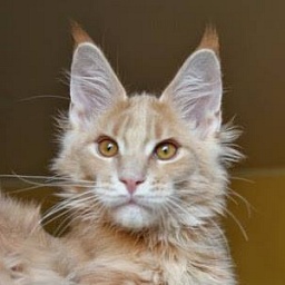 Marshmellow Monterini