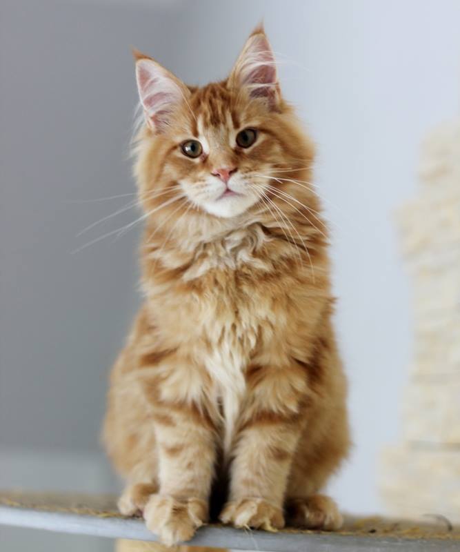 Nicanor Monterini - мейн-кун