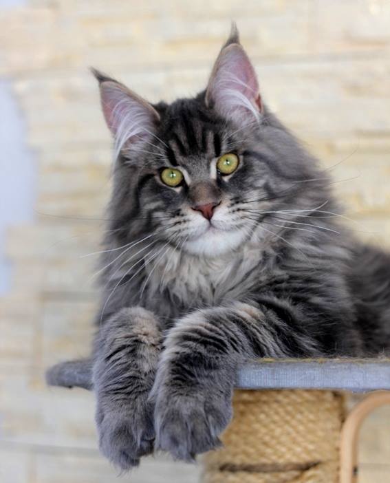 Nafania Monterini - мейн-кун