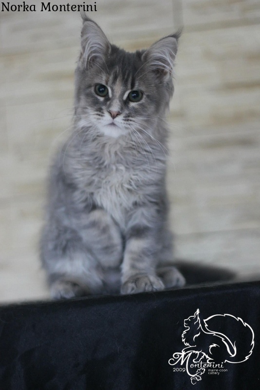 Norka Monterini - мейн-кун