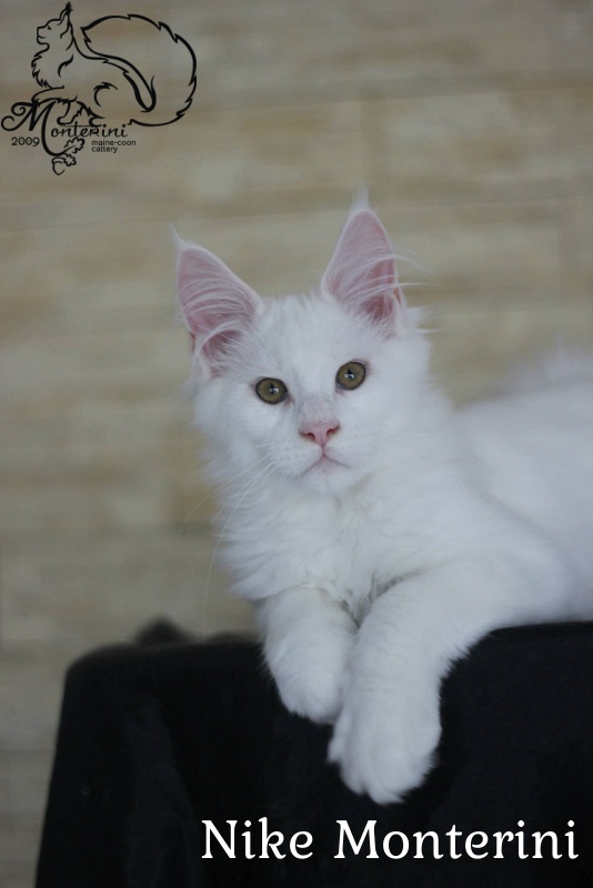 Nike Monterini - мейн-кун