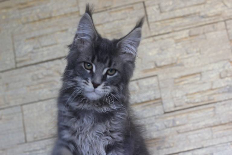 Nemo Monterini - мейн-кун