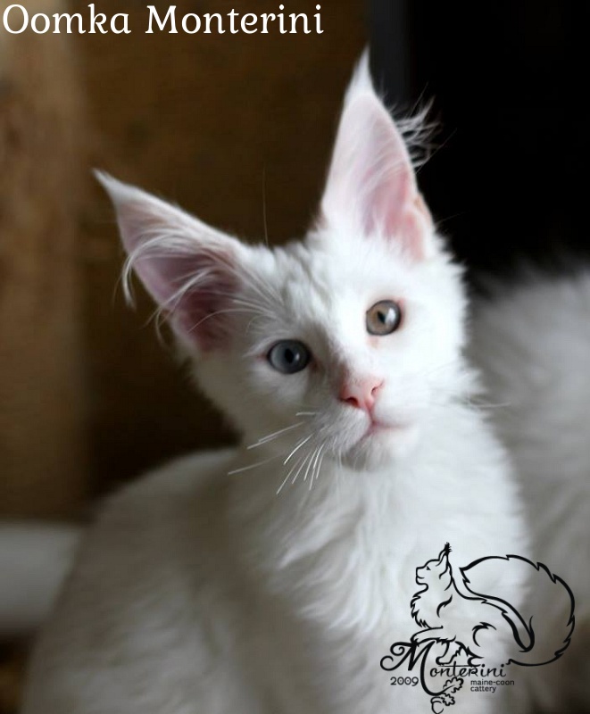 Oomka Monterini - мейн-кун