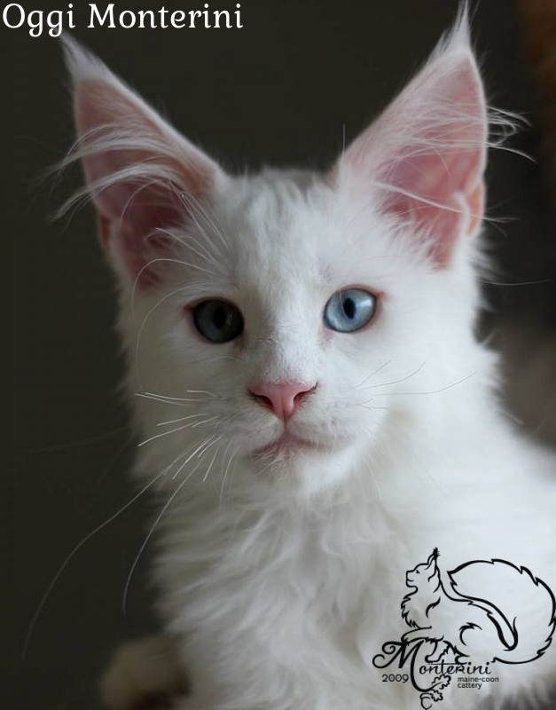 Oggi Monterini - мейн-кун