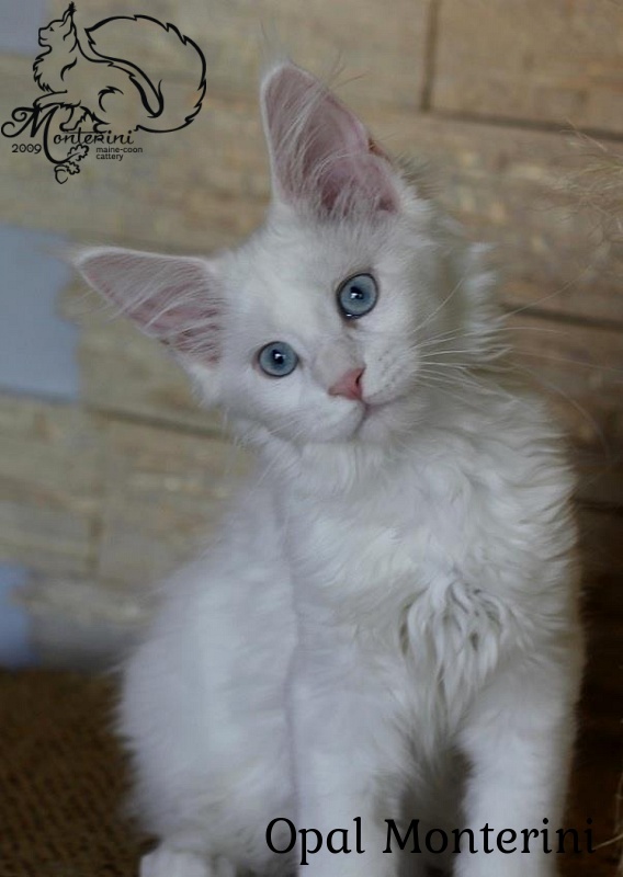 Opal Monterini - maine-coon