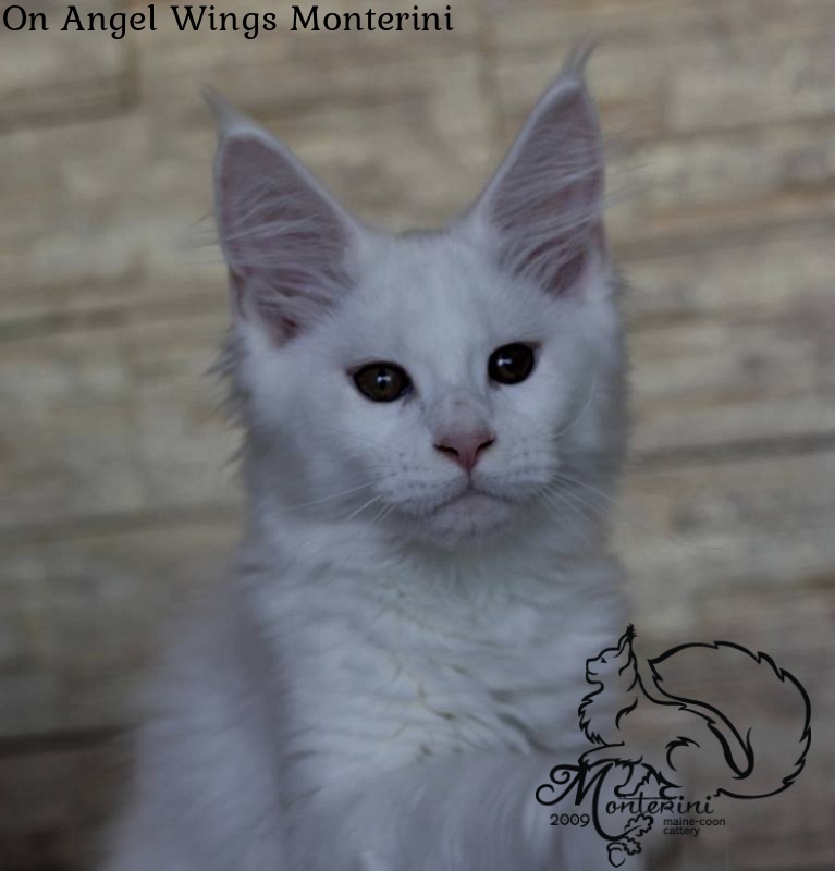 On Angel Wings Monterini - maine-coon