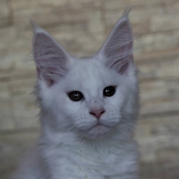 On Angel Wings Monterini