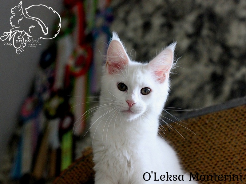 O'Leksa Monterini - maine-coon