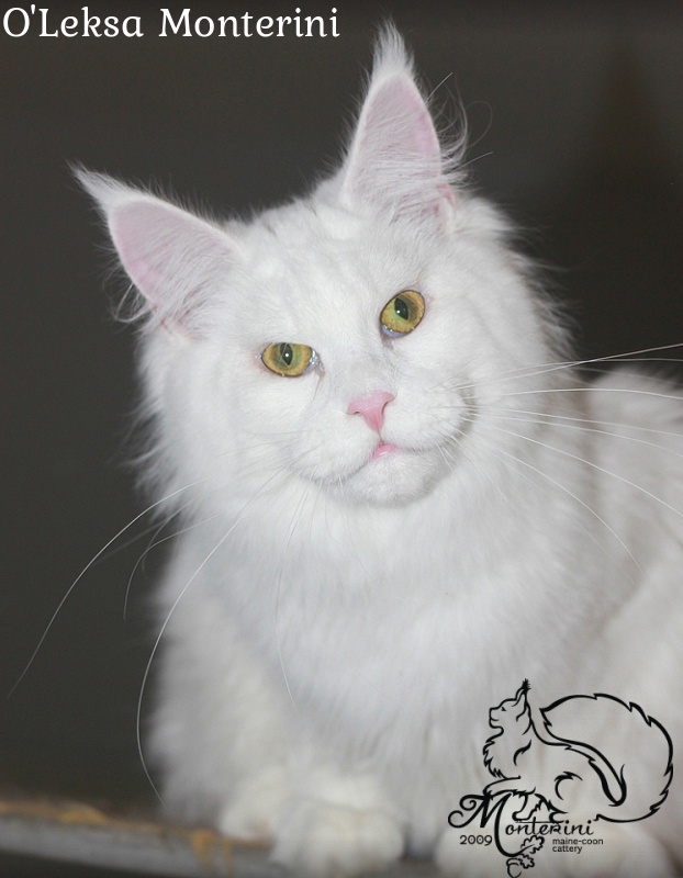 O'Leksa Monterini - maine-coon