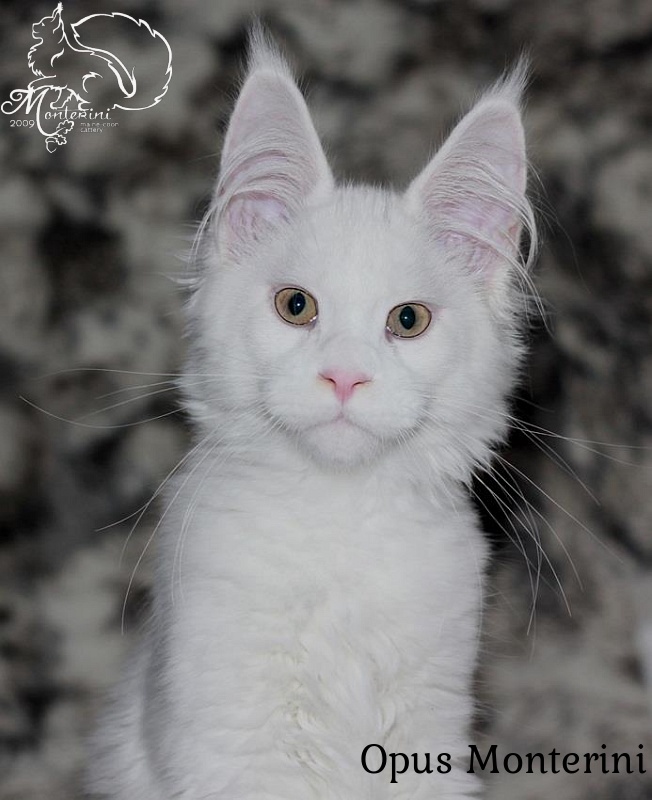 Opus Monterini - мейн-кун