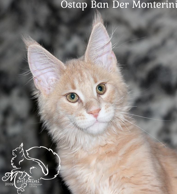 Ostap Ban Der Monterini - мейн-кун