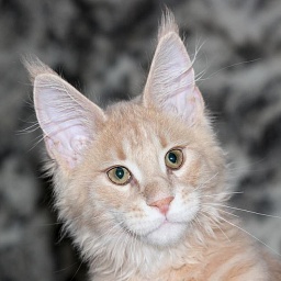 Ostap Ban Der Monterini