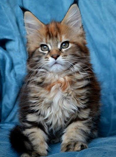 Pusha Monterini - мейн-кун