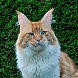 Kiyaras Try a little Tenderness