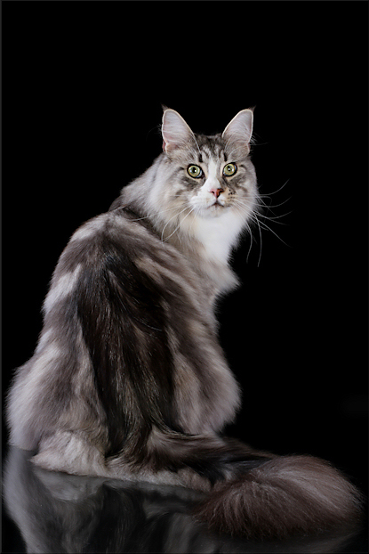 Kiyaras Hancock - мейн-кун