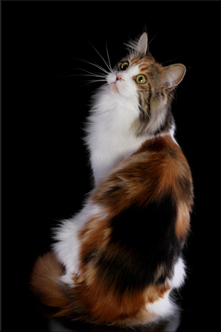 Kiyaras Frida Kahlo - maine-coon