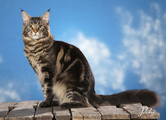 Summerfield's Valentino - maine-coon