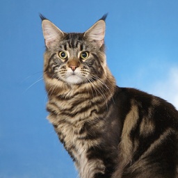 Summerfield's Valentino