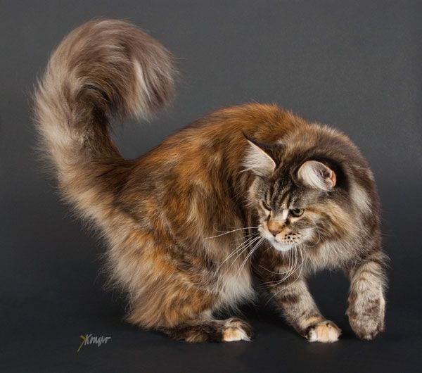 My Maine av Persicum - мейн-кун