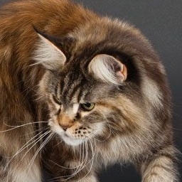 My Maine av Persicum