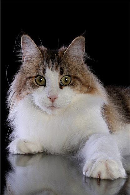 Tropikoons Ophelia of Kiyaras - maine-coon