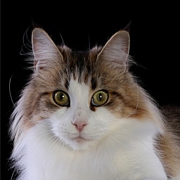 Tropikoons Ophelia of Kiyaras