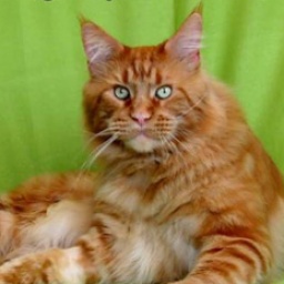 Honey Hill Tommy Steine