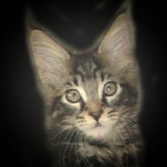 Arctic Coon's Gallatazzarai