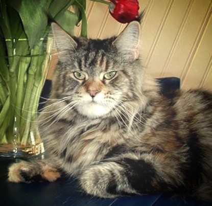 Honey Hill Lita(o)go - мейн-кун