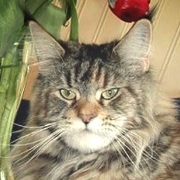 Honey Hill Lita(o)go