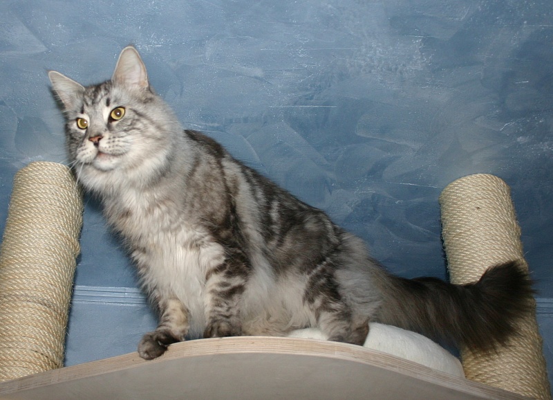 SaraJen Bommerlunder of Juniatas - maine-coon