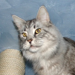 SaraJen Bommerlunder of Juniatas