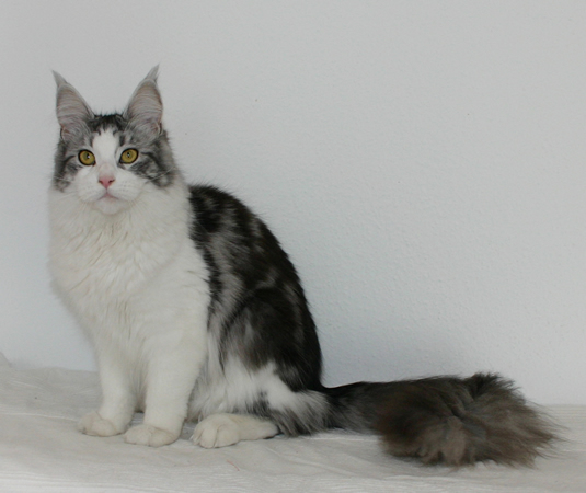 Goinglight Coconut of Juniatas - maine-coon