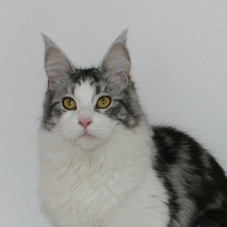 Goinglight Coconut of Juniatas