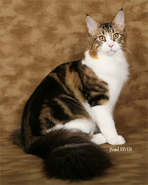 Velvet Jewels Gold Mine of Tropikoons - мейн-кун