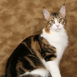 Velvet Jewels Gold Mine of Tropikoons