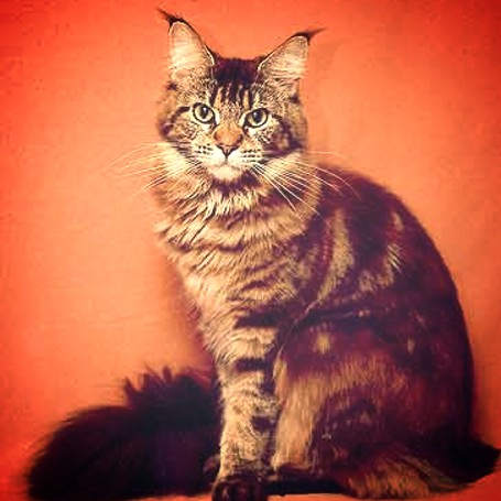 Glowcoon Dark Papoose - мейн-кун