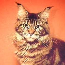 Glowcoon Dark Papoose