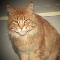 Arctic Coon's Bandidoz