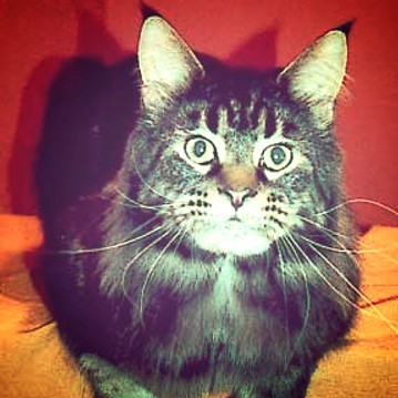 Hillside Vincent - мейн-кун