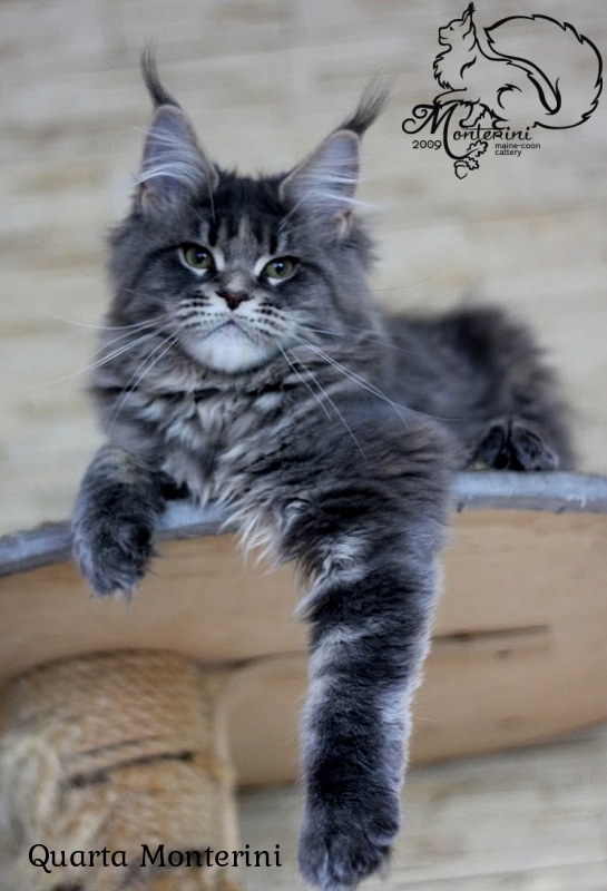 Quarta Monterini - maine-coon