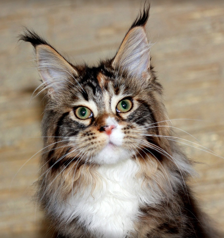 Q'Bonna Monterini - мейн-кун