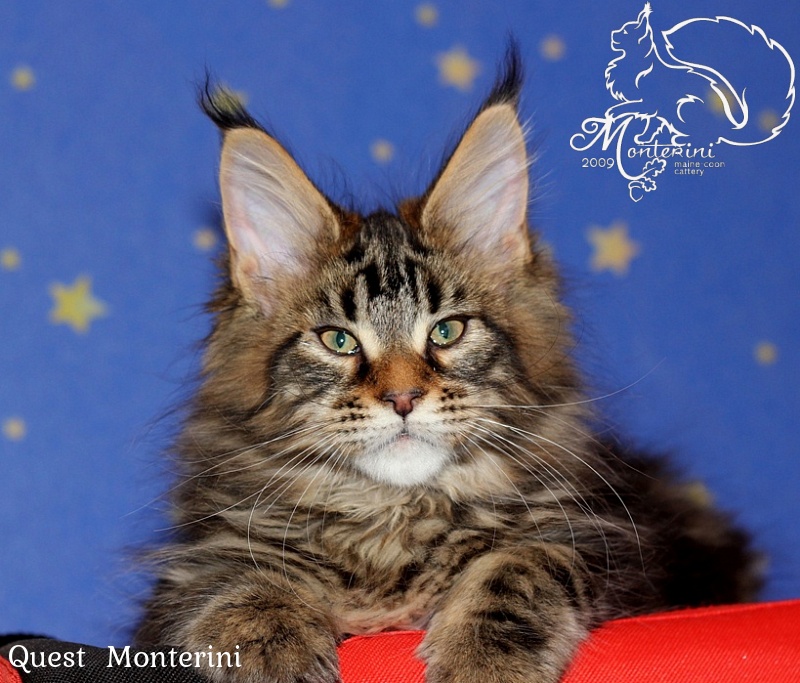 Quest  Monterini - мейн-кун