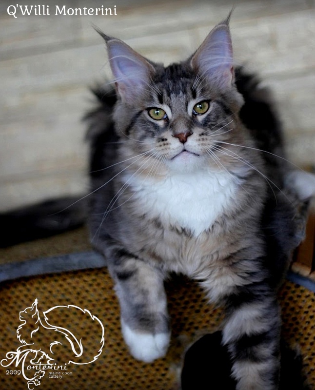 Q'Willi Monterini - maine-coon
