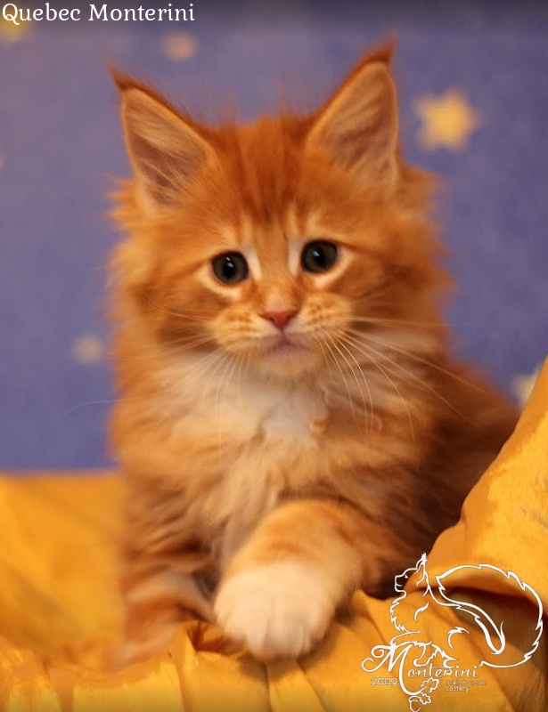 Quebec Monterini - мейн-кун