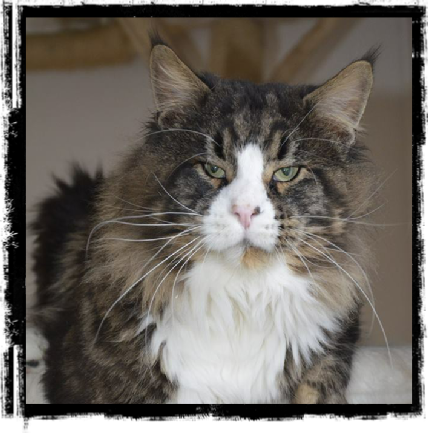 Lavender Love Kirk - maine-coon