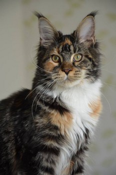 Donna Gabriella Apple Valley - maine-coon