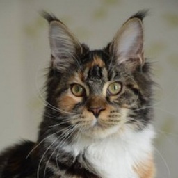 Donna Gabriella Apple Valley