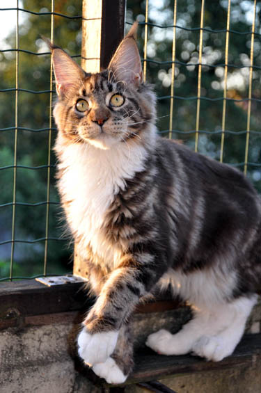 Lavender Love Indy - мейн-кун 30.09.12