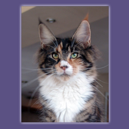 Lavender Love Jamaica - maine-coon